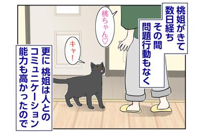 【マンガ・老猫日誌＃88】家に馴染むのが早かった桃姐〜思い出の老猫日誌・桃姐と小論