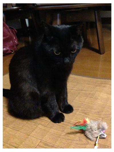【マンガ・老猫日誌＃91】桃姐の吐く頻度が多かった頃〜思い出の老猫日誌・桃姐と小論（サムネイル画像3）