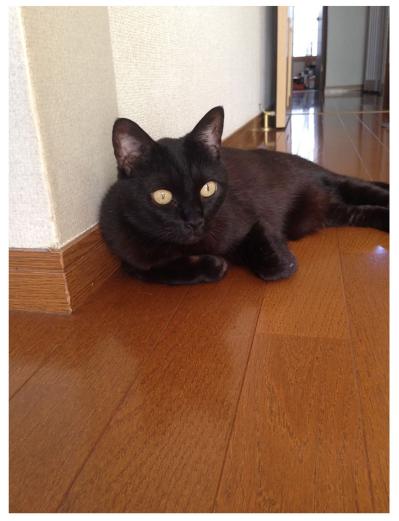 【マンガ・老猫日誌＃86】桃姐、人の言葉がわかるの？〜思い出の老猫日誌・桃姐と小論（サムネイル画像3）