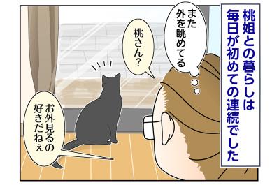 【マンガ・老猫日誌＃85】かわいい！お返事猫・桃姐〜思い出の老猫日誌・桃姐と小論