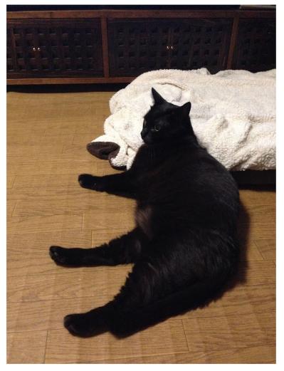 【マンガ・老猫日誌＃96】桃姐の嘔吐が止まらない〜思い出の老猫日誌・桃姐と小論（サムネイル画像3）