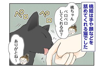 【マンガ・老猫日誌＃87】手荒れがいつまでも治らなかった理由〜思い出の老猫日誌・桃姐と小論