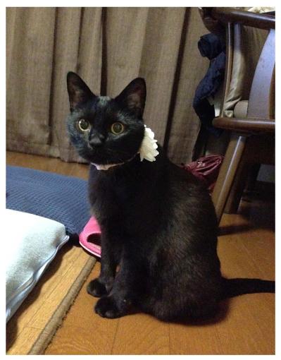【マンガ・老猫日誌＃97】吐いてばかりの桃姐…病院にも相談〜思い出の老猫日誌・桃姐と小論（サムネイル画像3）