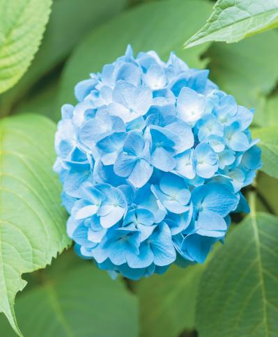 【アジサイの分類】がまるわかり！ 自生種・園芸アジサイ・アナベル…主な観賞用アジサイをまとめて整理（サムネイル画像2）