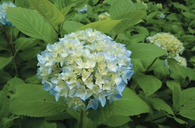 【アジサイの分類】がまるわかり！ 自生種・園芸アジサイ・アナベル…主な観賞用アジサイをまとめて整理（サムネイル画像8）