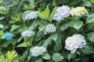 【アジサイの分類】がまるわかり！ 自生種・園芸アジサイ・アナベル…主な観賞用アジサイをまとめて整理