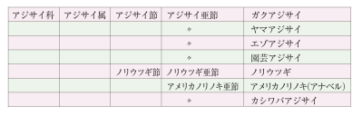 【アジサイの分類】がまるわかり！ 自生種・園芸アジサイ・アナベル…主な観賞用アジサイをまとめて整理（サムネイル画像5）