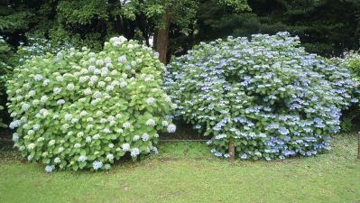 【アジサイの分類】がまるわかり！ 自生種・園芸アジサイ・アナベル…主な観賞用アジサイをまとめて整理（サムネイル画像6）