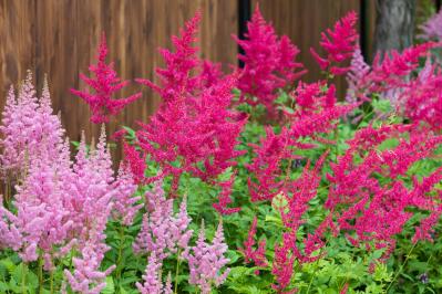 春の花が終わった庭に足すだけ！植えっぱなしで毎年咲く初夏の宿根草【8選】（サムネイル画像13）