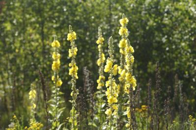 春の花が終わった庭に足すだけ！植えっぱなしで毎年咲く初夏の宿根草【8選】（サムネイル画像6）