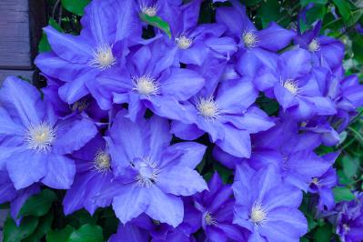 春の花が終わった庭に足すだけ！植えっぱなしで毎年咲く初夏の宿根草【8選】（サムネイル画像11）