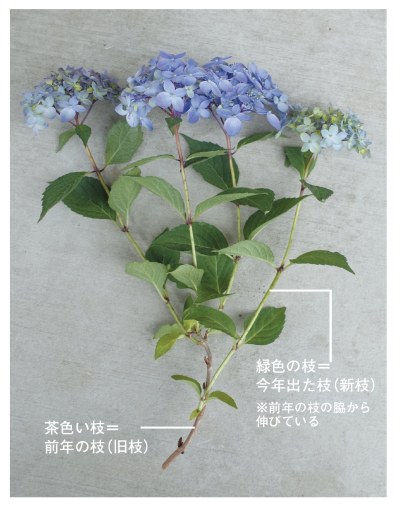 旧枝咲き側枝着花性　アジサイ（サムネイル画像）