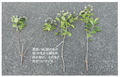 旧枝咲き頂芽着花性　アジサイ（サムネイル画像）