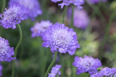 春の花が終わった庭に足すだけ！植えっぱなしで毎年咲く初夏の宿根草【8選】（サムネイル画像4）