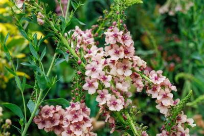 春の花が終わった庭に足すだけ！植えっぱなしで毎年咲く初夏の宿根草【8選】（サムネイル画像7）