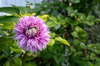 春の花が終わった庭に足すだけ！植えっぱなしで毎年咲く初夏の宿根草【8選】（サムネイル画像12）