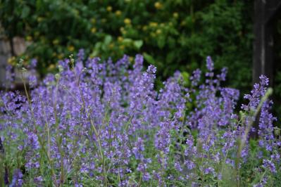 春の花が終わった庭に足すだけ！植えっぱなしで毎年咲く初夏の宿根草【8選】（サムネイル画像3）