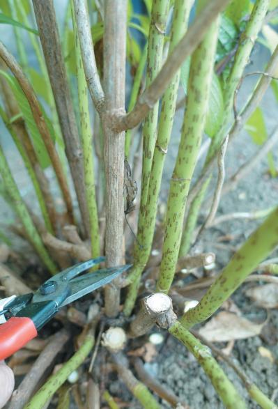 【アジサイの剪定】いつ・どこを切る？  7月中に終わらせたい旧枝咲き品種の切り方ガイド（サムネイル画像8）