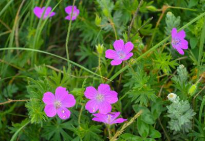春の花が終わった庭に足すだけ！植えっぱなしで毎年咲く初夏の宿根草【8選】（サムネイル画像9）