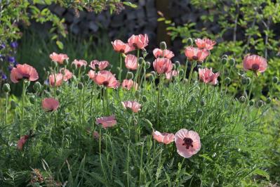 春の花が終わった庭に足すだけ！植えっぱなしで毎年咲く初夏の宿根草【8選】（サムネイル画像15）