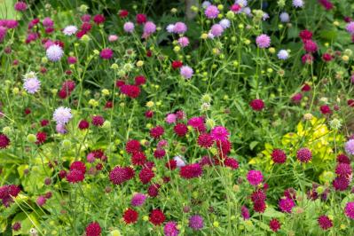 春の花が終わった庭に足すだけ！植えっぱなしで毎年咲く初夏の宿根草【8選】（サムネイル画像）