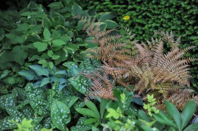 猛暑でもあきらめない！花がなくても映える「リーフガーデン」のつくり方とおすすめ植物8選（サムネイル画像21）