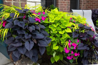 猛暑でもあきらめない！花がなくても映える「リーフガーデン」のつくり方とおすすめ植物8選（サムネイル画像19）