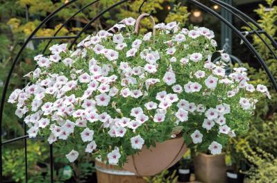 梅雨〜夏の【植物の夏越し】水やり・暑さ対策・風通しのポイントをおさえて、今年こそ植物を枯らさない！（サムネイル画像6）