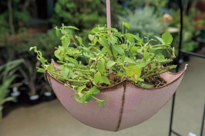 梅雨〜夏の【植物の夏越し】水やり・暑さ対策・風通しのポイントをおさえて、今年こそ植物を枯らさない！（サムネイル画像7）