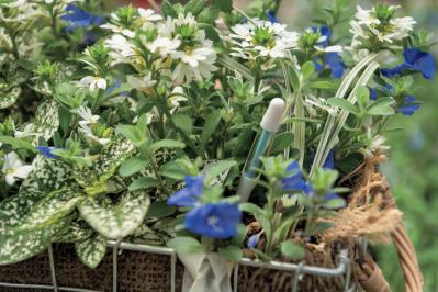 梅雨〜夏の【植物の夏越し】水やり・暑さ対策・風通しのポイントをおさえて、今年こそ植物を枯らさない！（サムネイル画像4）