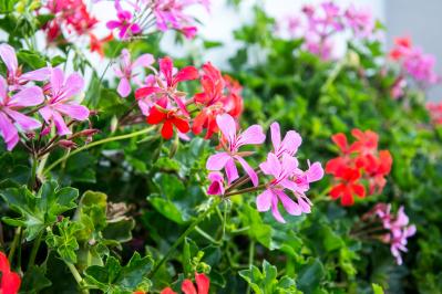 夏の水やり・草取りを減らしたい人へ。砂利でつくる【グラベルガーデン】の基本とおすすめ植物8選（サムネイル画像11）
