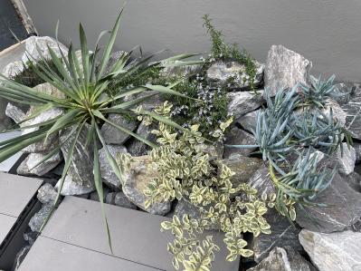 夏の水やり・草取りを減らしたい人へ。砂利でつくる【グラベルガーデン】の基本とおすすめ植物8選（サムネイル画像7）