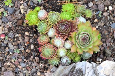 夏の水やり・草取りを減らしたい人へ。砂利でつくる【グラベルガーデン】の基本とおすすめ植物8選（サムネイル画像4）