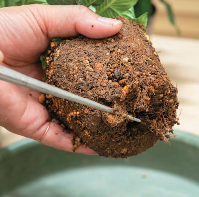 少ないポットで華やかに！【ペンタス×ゴシキトウガラシ】の夏の寄せ植えレシピと長持ちさせる工夫（サムネイル画像16）