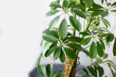 暑い季節は室内で“みずみずしい緑”を。【観葉植物選び】サイズ別おすすめ9選と置き場所のコツ（サムネイル画像5）