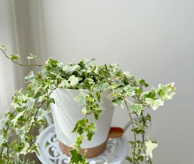 暑い季節は室内で“みずみずしい緑”を。【観葉植物選び】サイズ別おすすめ9選と置き場所のコツ（サムネイル画像19）
