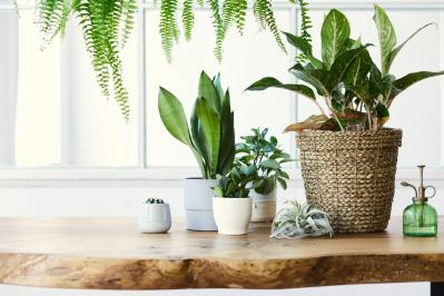 暑い季節は室内で“みずみずしい緑”を。【観葉植物選び】サイズ別おすすめ9選と置き場所のコツ