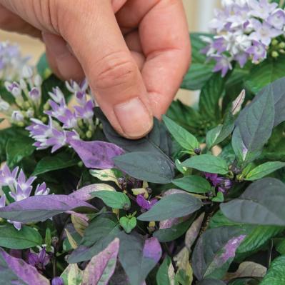 少ないポットで華やかに！【ペンタス×ゴシキトウガラシ】の夏の寄せ植えレシピと長持ちさせる工夫（サムネイル画像18）
