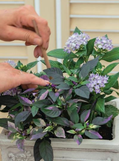 少ないポットで華やかに！【ペンタス×ゴシキトウガラシ】の夏の寄せ植えレシピと長持ちさせる工夫（サムネイル画像20）
