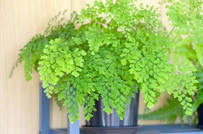 暑い季節は室内で“みずみずしい緑”を。【観葉植物選び】サイズ別おすすめ9選と置き場所のコツ（サムネイル画像15）