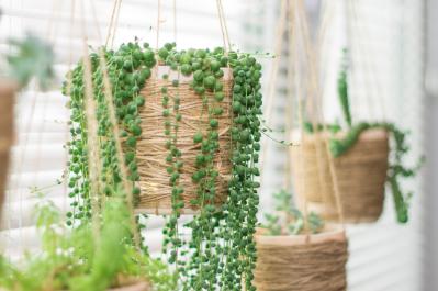 暑い季節は室内で“みずみずしい緑”を。【観葉植物選び】サイズ別おすすめ9選と置き場所のコツ（サムネイル画像17）