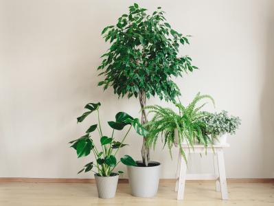 暑い季節は室内で“みずみずしい緑”を。【観葉植物選び】サイズ別おすすめ9選と置き場所のコツ（サムネイル画像3）