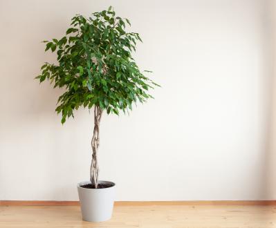 暑い季節は室内で“みずみずしい緑”を。【観葉植物選び】サイズ別おすすめ9選と置き場所のコツ（サムネイル画像8）