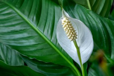 暑い季節は室内で“みずみずしい緑”を。【観葉植物選び】サイズ別おすすめ9選と置き場所のコツ（サムネイル画像12）