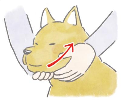 愛犬が5歳を過ぎたら始めたい。認知症予防や嚥下機能の維持に役立つ「顔のマッサージ」3選（サムネイル画像3）