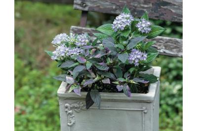 少ないポットで華やかに！【ペンタス×ゴシキトウガラシ】の夏の寄せ植えレシピと長持ちさせる工夫（サムネイル画像）