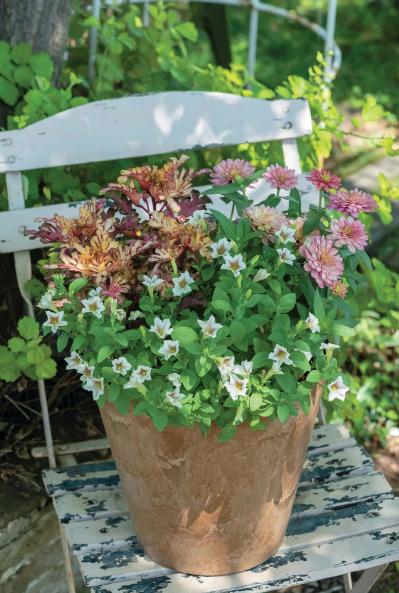 色数を2色に絞って洗練された印象！ 酷暑を乗り切る【夏の寄せ植え】2スタイル（サムネイル画像5）