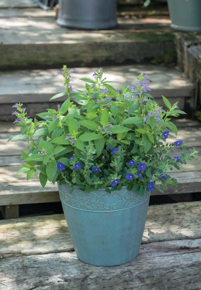 涼やかに秋まで長持ちする【夏の寄せ植え2選】植物は2種に絞ってシンプルに！（サムネイル画像6）