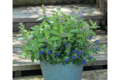 涼やかに秋まで長持ちする【夏の寄せ植え2選】植物は2種に絞ってシンプルに！（サムネイル画像）