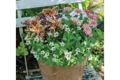 色数を2色に絞って洗練された印象！ 酷暑を乗り切る【夏の寄せ植え】2スタイル